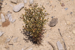 Amblyopappus pusillus