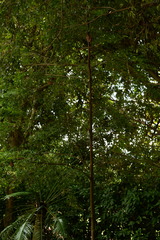 Hopea kerangasensis