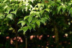 Hopea kerangasensis