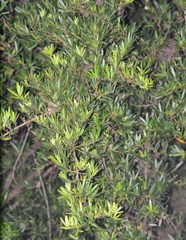 Podocarpus polystachyus