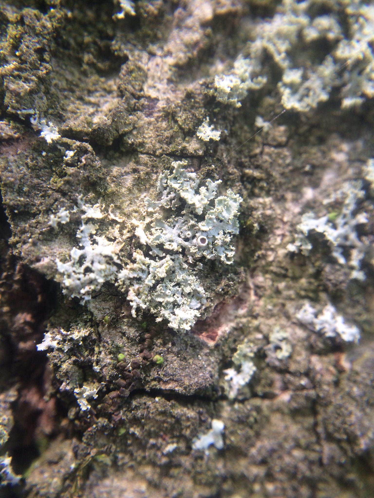 Physcia image