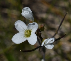 Cardamine penduliflora