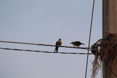 Campylorhynchus chiapensis