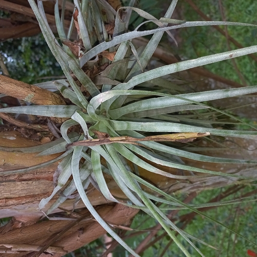 Image of Tillandsia gardneri by (c) Patrícia Mees, some rights reserved (CC BY)