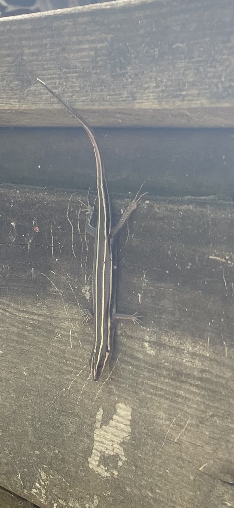 Common Five-lined Skink from Anne Arundel County, US-MD, US on April 26 ...