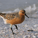 Rufa Red Knot - Photo (c) Hans Hillewaert, some rights reserved (CC BY-SA)