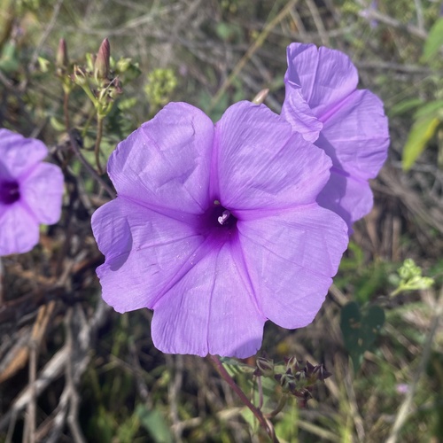 Ipomoea bahiensis