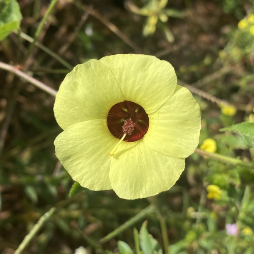 Pavonia cancellata
