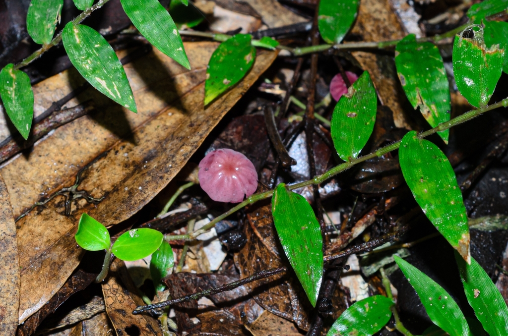 Marasmius haematocephalus · April 2024 · photo: © biologodepracinha (iNaturalist, cc-by)