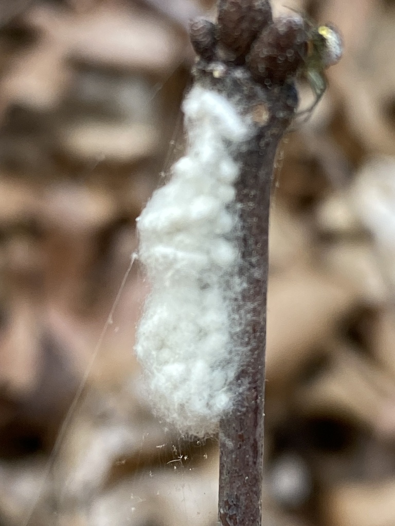 Braconid Wasps from Douthat State Park, Millboro, VA, US on April 27 ...