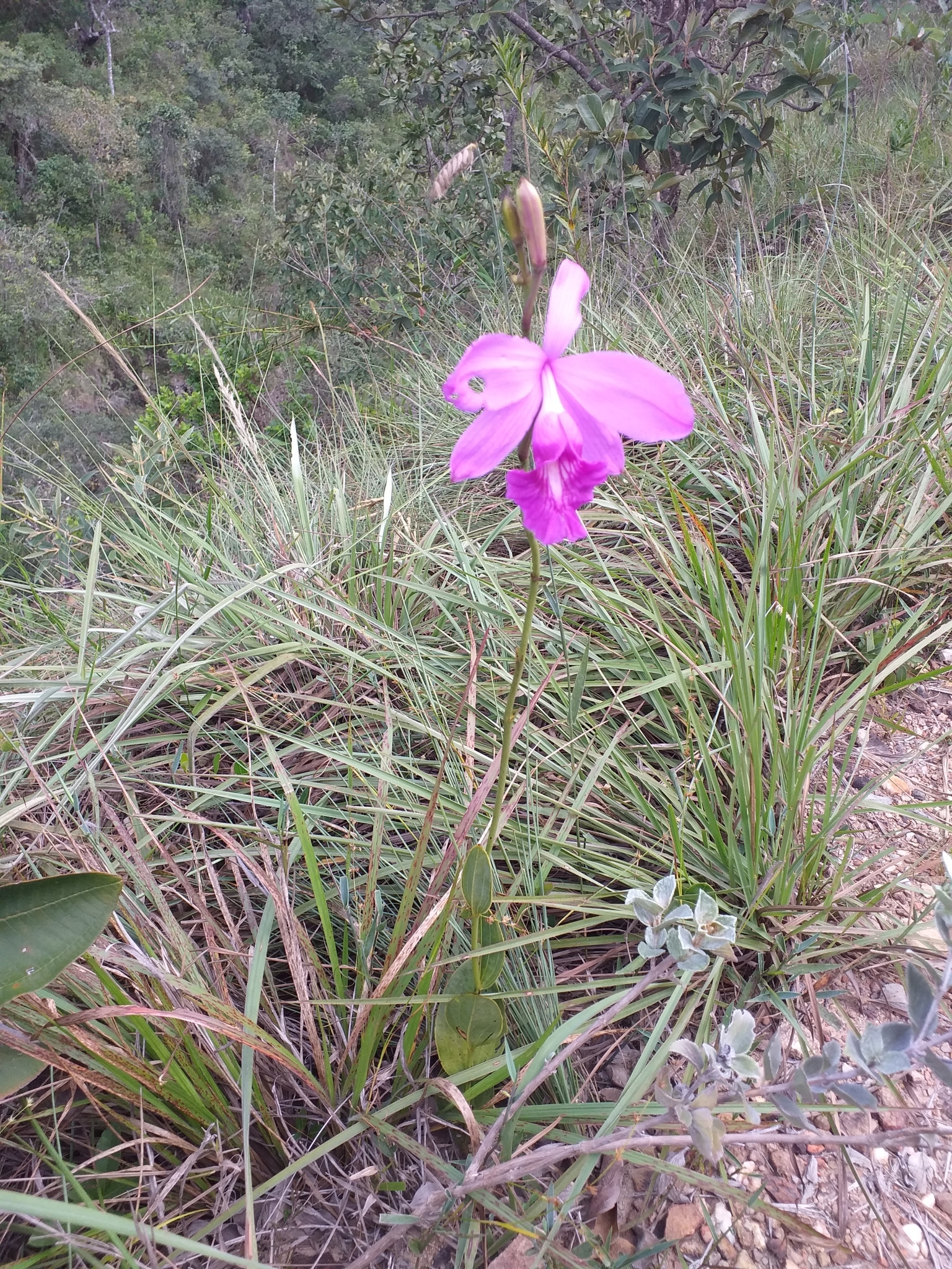 Imagem de Orquídea-do-brejo