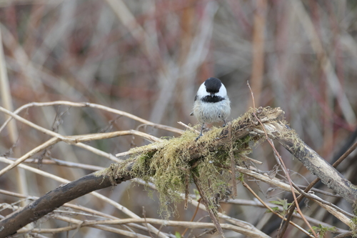 Black-capped Chickadee