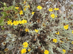 Thymophylla micropoides