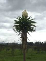 Yucca gigantea