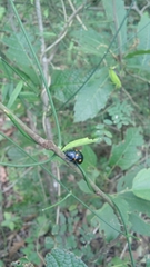 Labidomera suturella