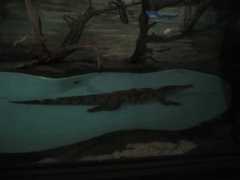 Crocodylia