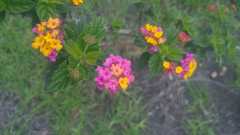 Lantana camara