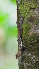 Many-Scaled Anole photo 3