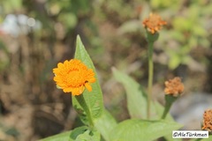 Lasianthaea macrocephala