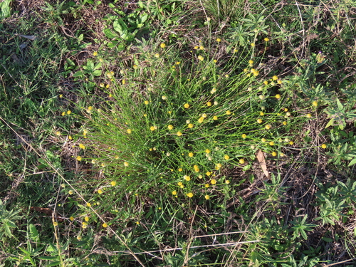 Image of Calotis lappulacea by (c) ian_mcallan, some rights reserved (CC BY)