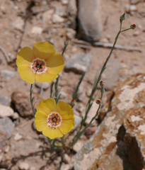 Linum puberulum