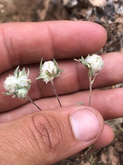 Stylocline micropoides