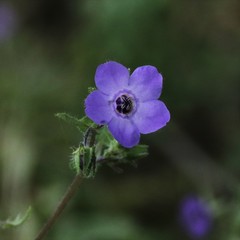 Pholistoma auritum auritum