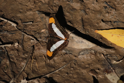 Adelpha zea