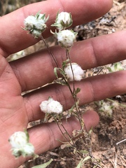 Stylocline micropoides