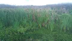 Typha latifolia