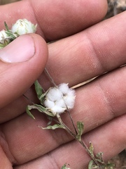 Stylocline micropoides