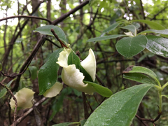 Exobasidium symploci