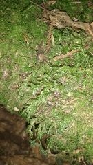 Brachythecium frigidum