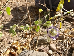 Passiflora fruticosa