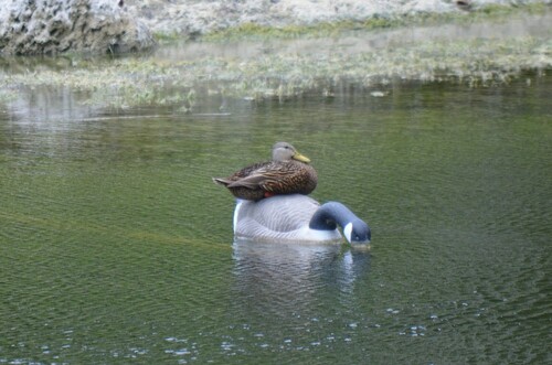 mottled duck (Anas fulvigula)