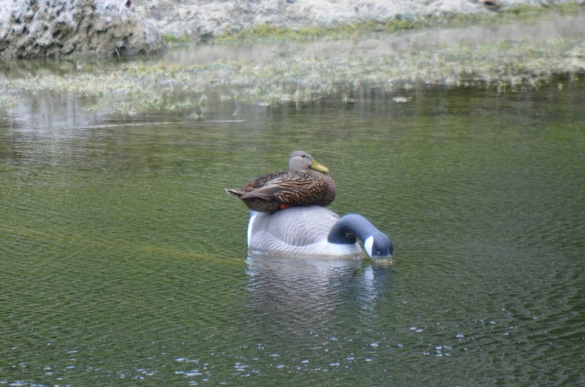 Mottled Duck (Anas fulvigula)
