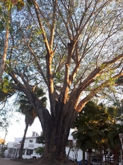 Enterolobium