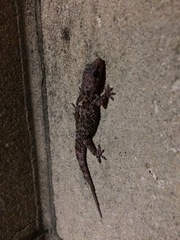 Hemidactylus turcicus