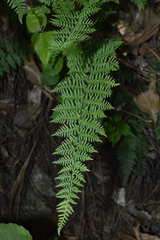 Myriopteris alabamensis