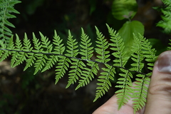 Myriopteris alabamensis