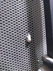 Insecta