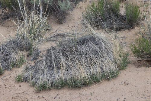 Sandhill Muhly (Muhlenbergia pungens)
