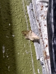 Lepidoptera