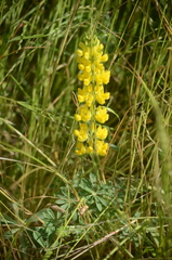 Lupinus densiflorus