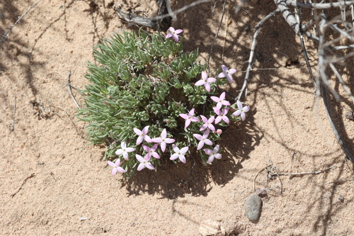 Image of Houstonia rubra by no rights reserved