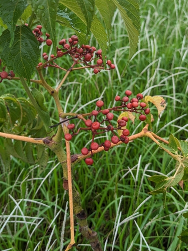 Image of Leea guineensis by (c) Chen Jia Hong, some rights reserved (CC BY)