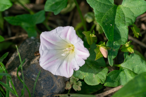 Image of Calystegia hederacea by (c) WATANABE Hitoshi 渡辺仁, some rights reserved (CC BY)