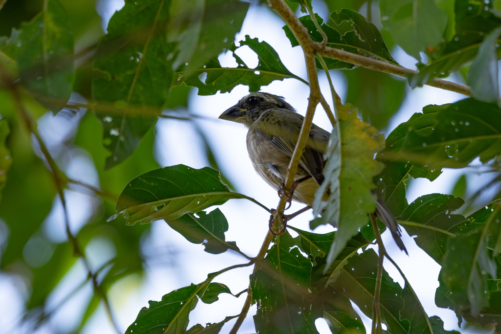 Green-winged Saltator from Sítio Barrocada, São Paulo - SP, Brasil on ...