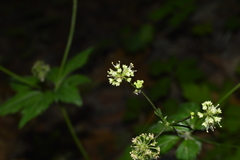 Saniculeae