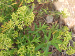 Euphorbia esuliformis